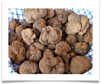 Truffles  - Rob Sparkes